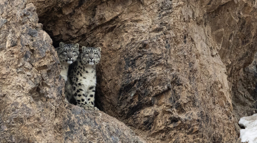 Ах дүү ирвэс